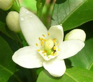 Huile Essentielle de Néroli - Fleur d'oranger - Citrus Aurantium L.